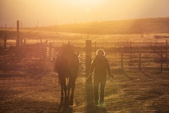 Cowgirl walking horse at sunrise.