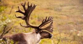 Photo of Caribou. 