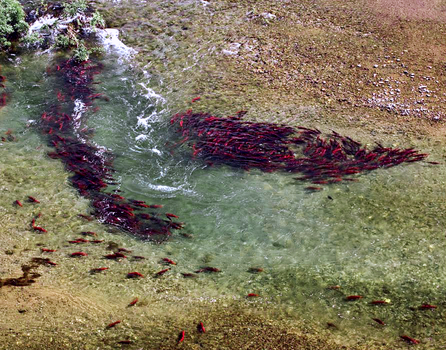 Aerial photo of a huge mass of salmon circling in shallow water. 
